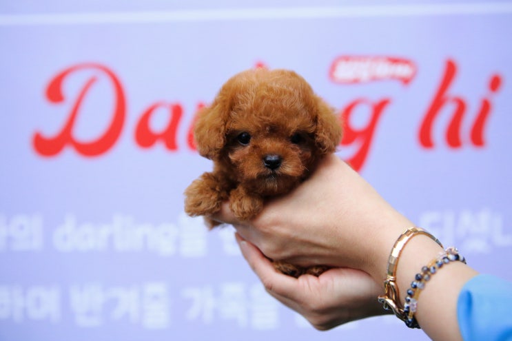  울산토이푸들 가장 이쁜 곳 달링하이울산점에서 가족을 기다리는 애프리푸들 파인이 만나러 오세요/울산애견분양