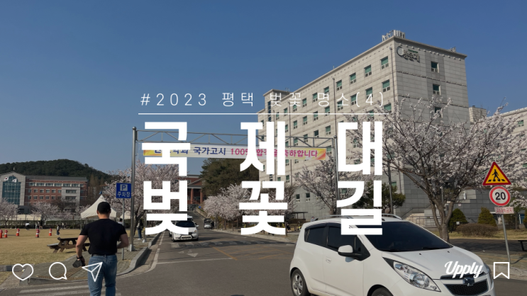  평택 국제대학교 벚꽃길 명소 드라이브 주차가능