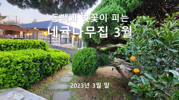 은퇴부부(예순, 환갑) 제주 한달살기 숙소 추천 - 3월