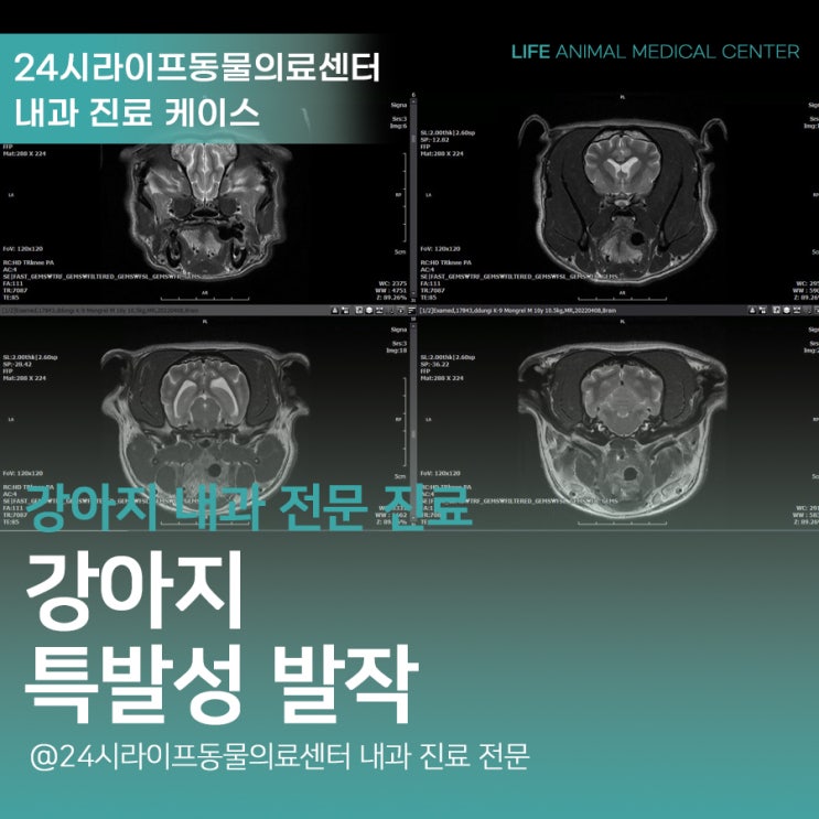 대구24시간동물병원 : 강아지 특발성발작 강아지 발작 응급 관리