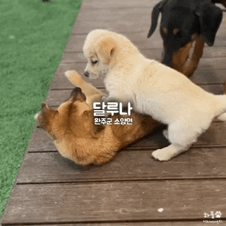  전북 완주 소양 달루나, 전주 근처 유기견무료분양 애견카페