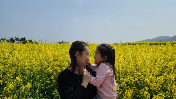  포항 호미곶 유채꽃 경북 아기랑갈만한곳 구룡포 유채꽃 밭