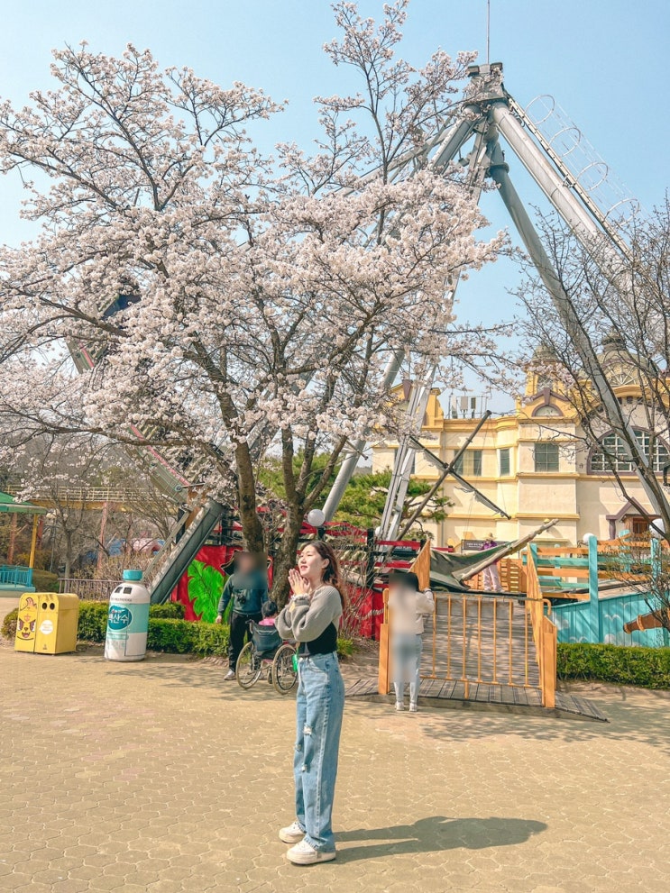 용인 한국민속촌 입장료 및 놀이기구, 벚꽃명소
