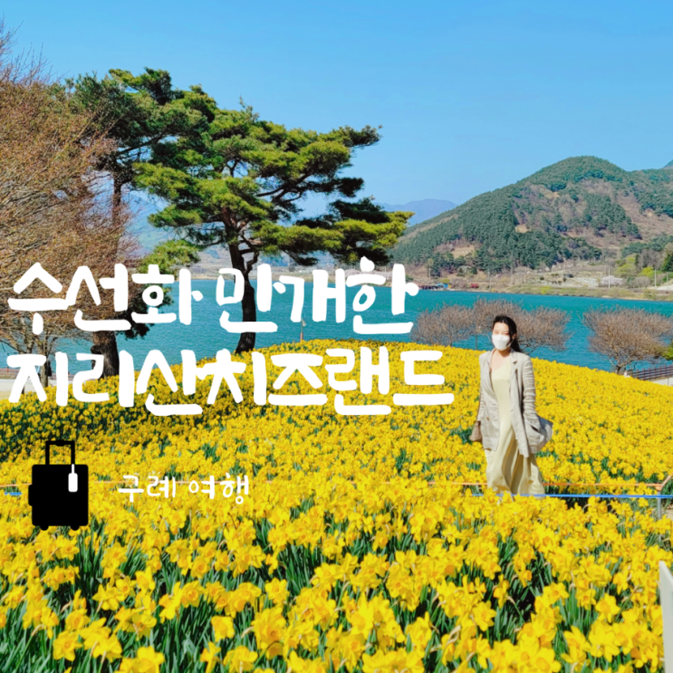  구례 지리산치즈랜드 수선화 개화현황 / 피크닉 / 애견동반