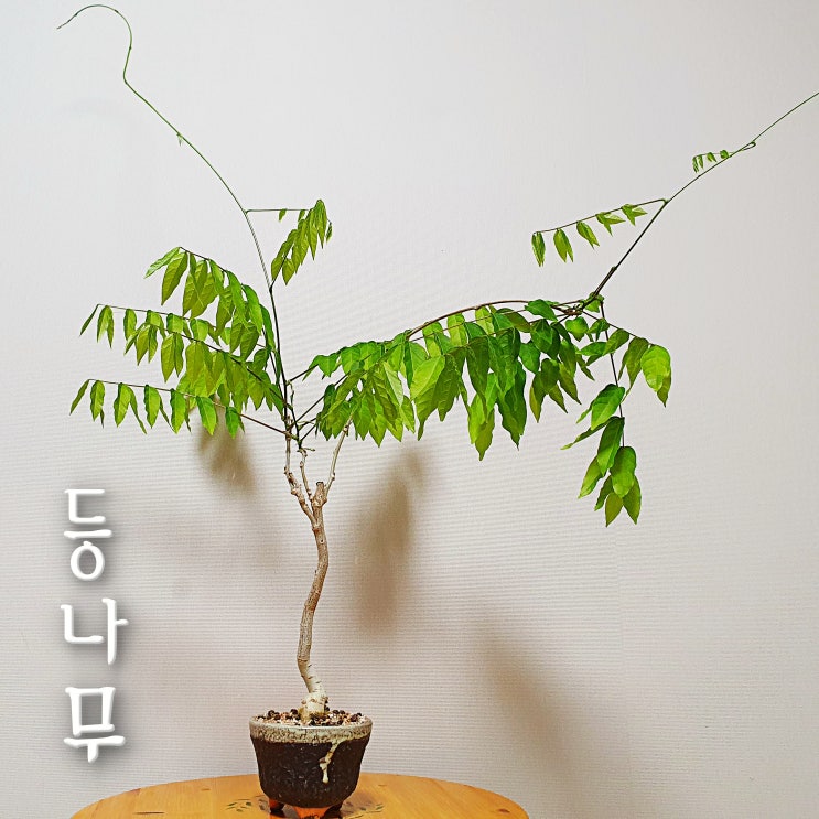  3월 봄, 등나무 분재 알갱이 영양 비료 거름주기(feat. 골칫덩어리 덩굴)