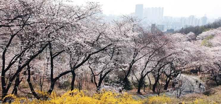 경기도 벚꽃 여행 명소 부천 도당산 벚꽃축제 경기도 벚꽃 여행 명소 부천 도당산 벚꽃축제