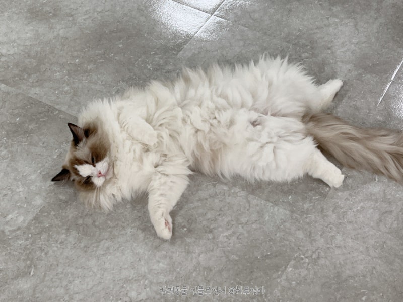 고양이 꼬리 언어, 살랑살랑 좌우 흔드는 이유는 뭘까? : 네이버 블로그 고양이 꼬리 언어, 살랑살랑 좌우 흔드는 이유는 뭘까? : 네이버 블로그