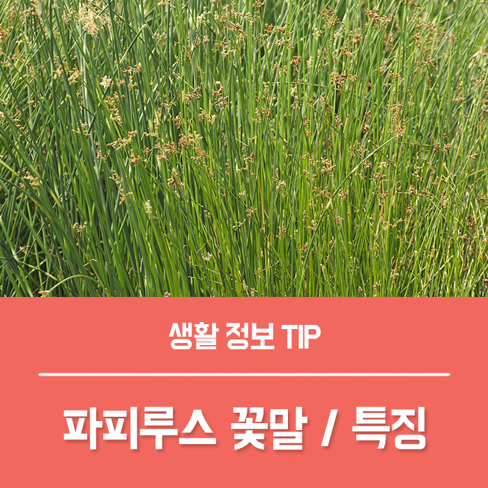  이집트 종이로 사용한 식물, 파피루스 꽃말 키우기