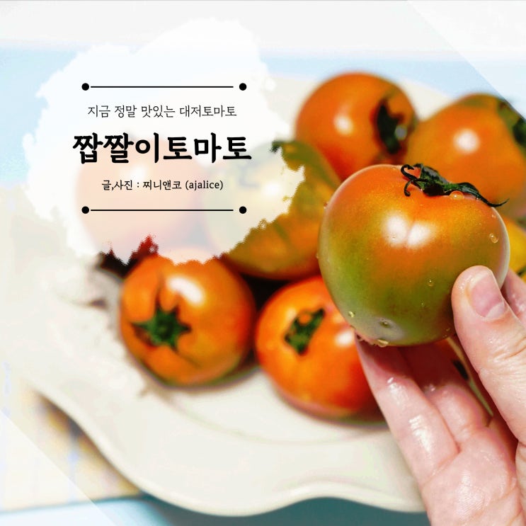 짭짤이토마토 당도 높은 단짠의 정석 대저토마토 짭짤이토마토 당도 높은 단짠의 정석 대저토마토