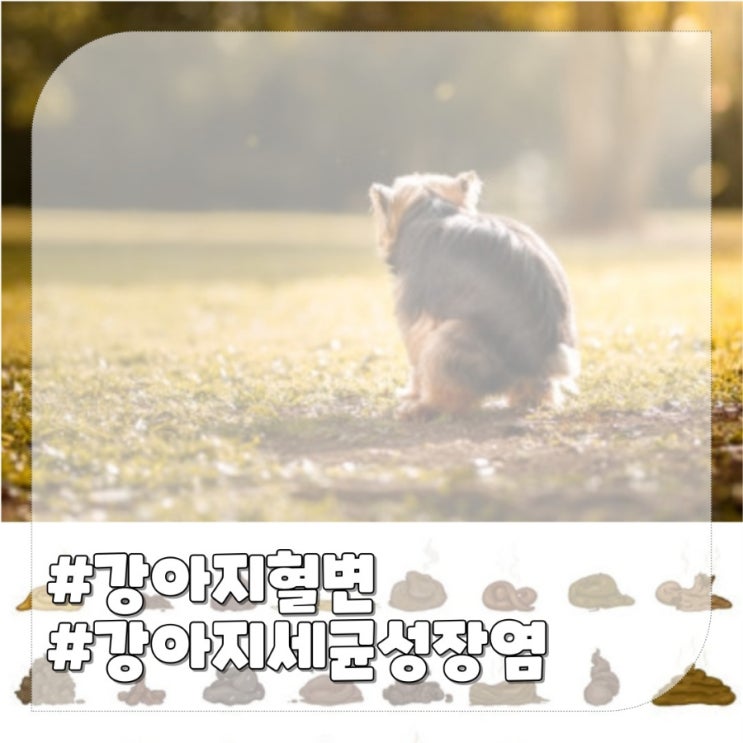  강아지 혈변 피똥 원인, 장염 증상 치료 비용