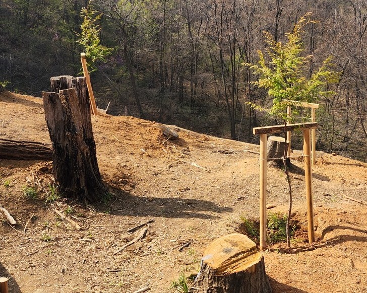 나무 306그루 뎅강뎅강…숲 만든다고 1만 벌목한 은평 [한겨레]