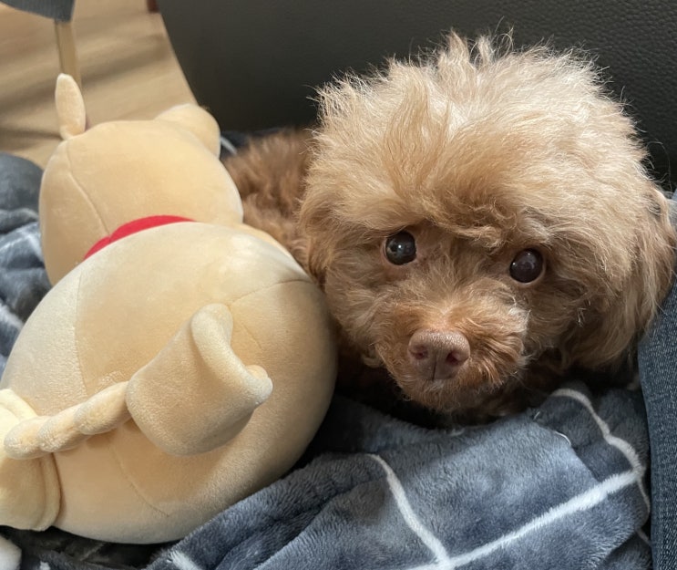  [설이] 강아지 애기부터 성견까지 육아일지  *서울 ️ 동탄*