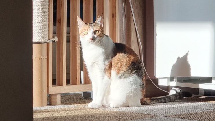  섬섬이 고멘네코(ごめん猫)와 일상 : 길출신섬섬