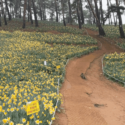  [충남/서산] 수선화가 가득한, 유기방가옥