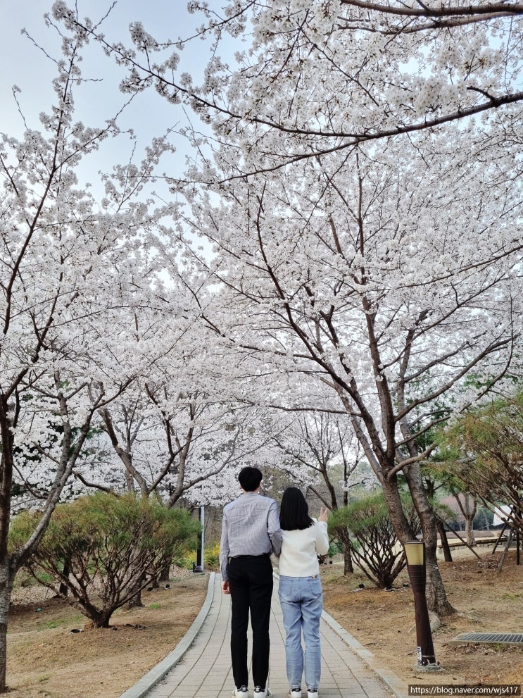 [평택 여행기 2탄 23년 4월 1일] 벚꽃엔딩 마지막 꽃놀이 숨은 벚꽃 명소 부락산 분수공원!(feat 국제대학교)
