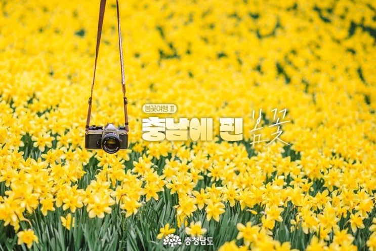 충남 가볼만한곳 봄꽃여행II 충남에 핀 봄꽃 | 충남도청페이스북