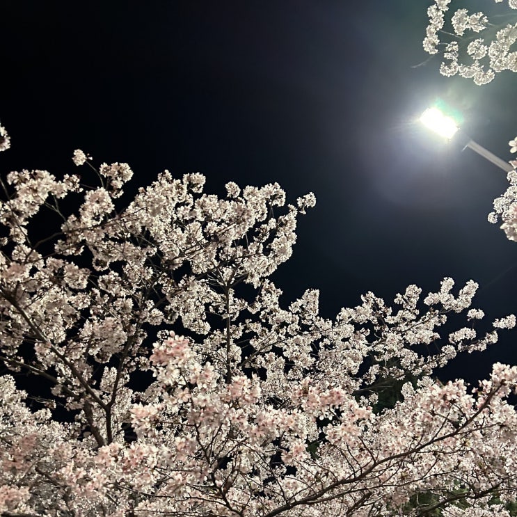  3월 일기(벚꽃, 웨딩, 부린, 블태기)