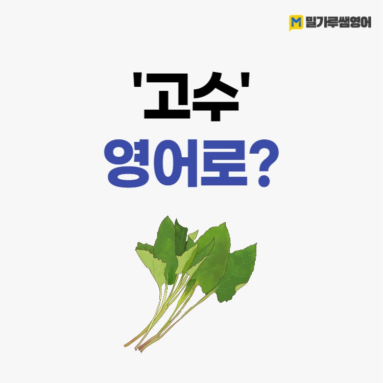 기초생활영어 '고수' 영어로?