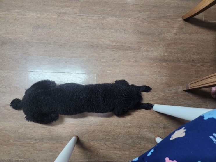  올 겨울엔 여우목도리 대신 푸들목도리???