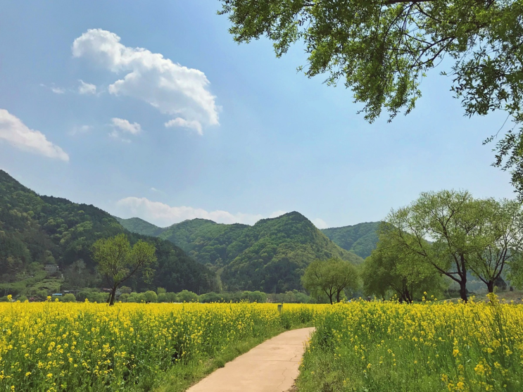 옥천 친수공원 유채꽃 대전 근교 노지캠핑 아기랑갈만한곳 금강나루터 옥천 친수공원 유채꽃 대전 근교 노지캠핑 아기랑갈만한곳 금강나루터