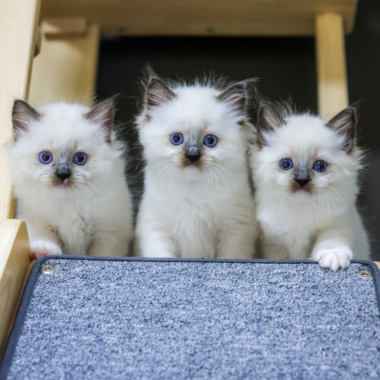  랙돌 아기 고양이 성장 포토, 캐터리 렉돌 크기 몸무게 성격 성묘 변화 과정