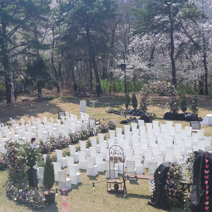 서울대학교 교수회관 웨딩홀 벚꽃 구경 야외 예식장 풍경