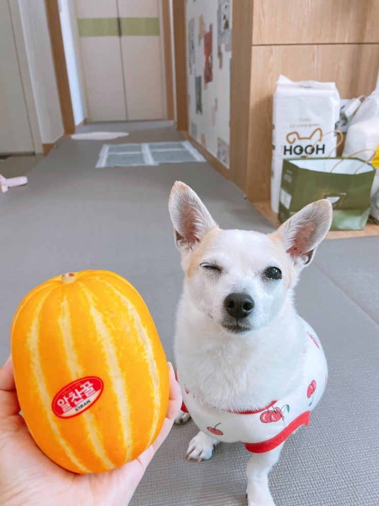  강아지 참외 먹어도 되나요? 참외씨주의 강아지가 먹어도되는과일