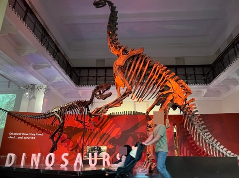  [호주 시드니 관광] 호주 박물관(Australian Museum) :: 아이에게 볼거리가 풍성했던 교육적인 장소