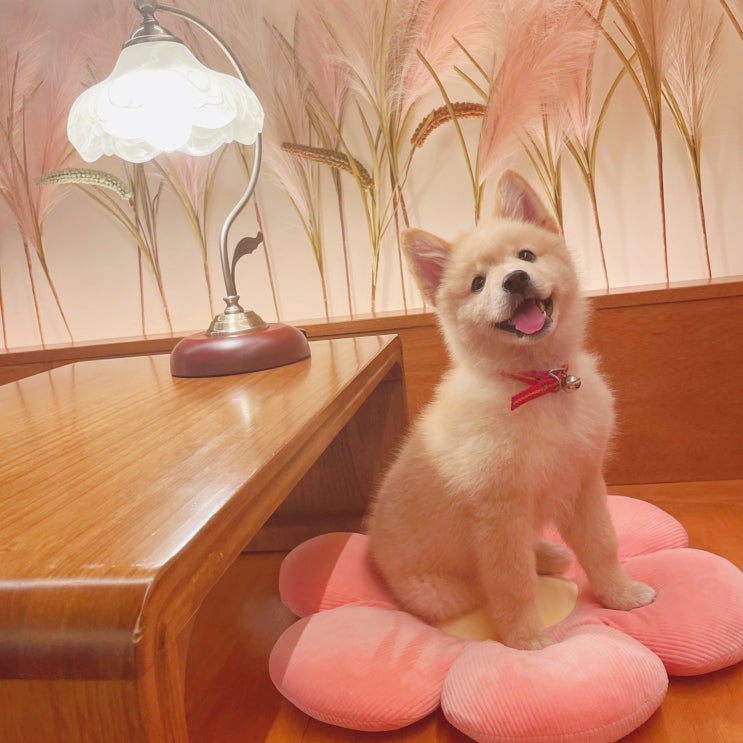 강아지 털갈이 시기와 털빠짐 관리 방법