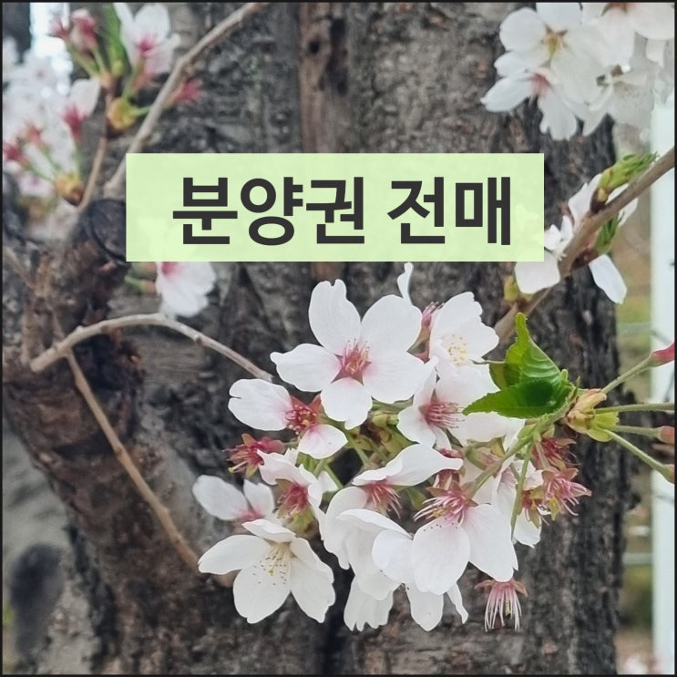  분양권 전매에 대한 모든 것