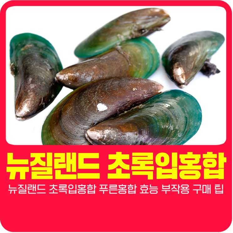  뉴질랜드 초록입홍합 푸른홍합 효능 부작용 구매 팁