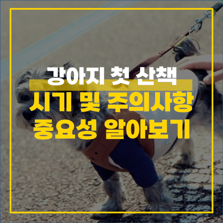  강아지 산책 시기 및 주의점 알아보기