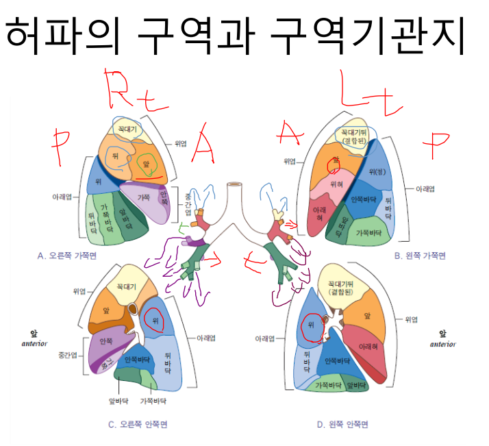호흡계 질환의 물리치료 중재 기도청결법 체위배출법 : 네이버 블로그