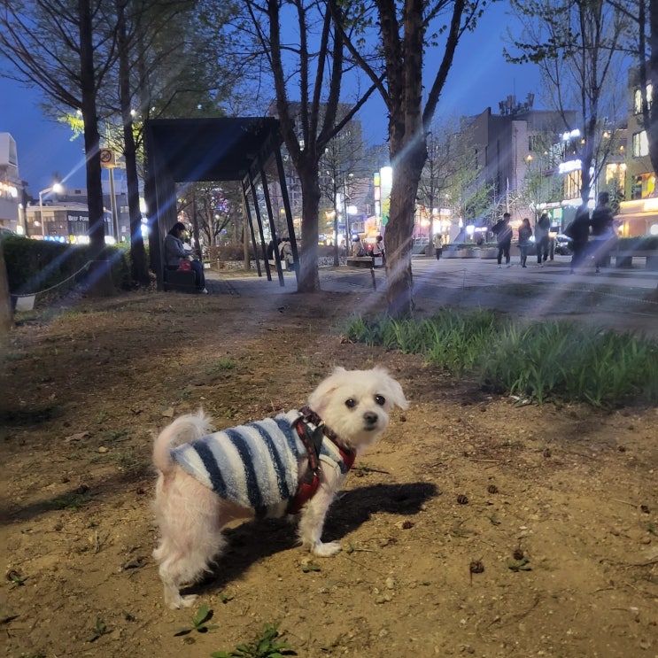 연트럴파크 산책 강아지랑 행복한 추억 쌓기