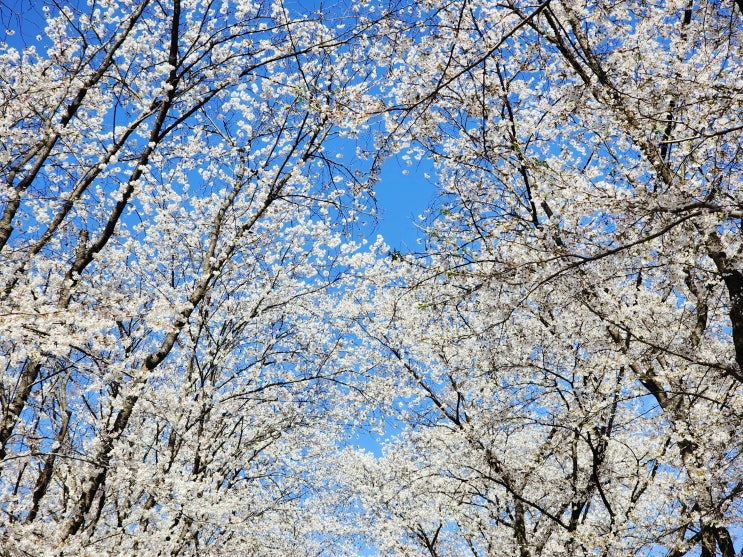  가평 벚꽃 축제 후기 - 얼떨결에 다녀왔지만 만족