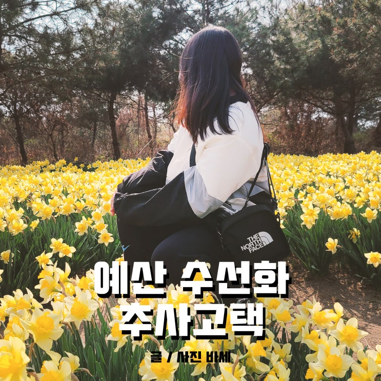  예산시장 주변 가볼 만한 곳, 수선화 가득한 추사고택