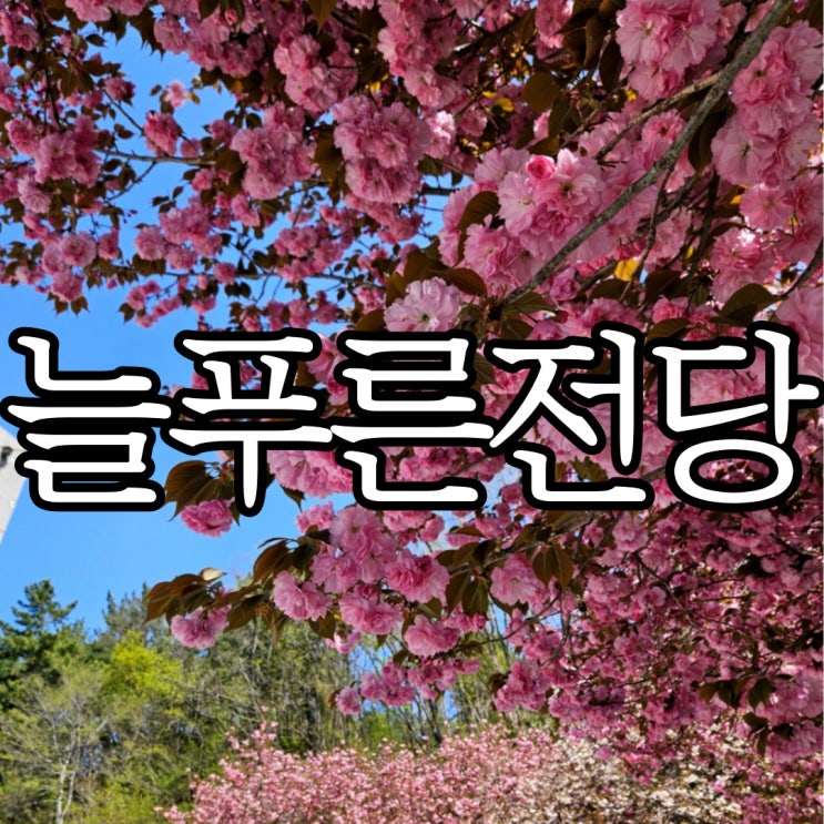  창원 겹벚꽃 명소 늘푸른전당 개화현황 (+겹벚꽃 위치)