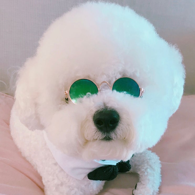  강아지 눈물 흘리는 이유와 해결방법
