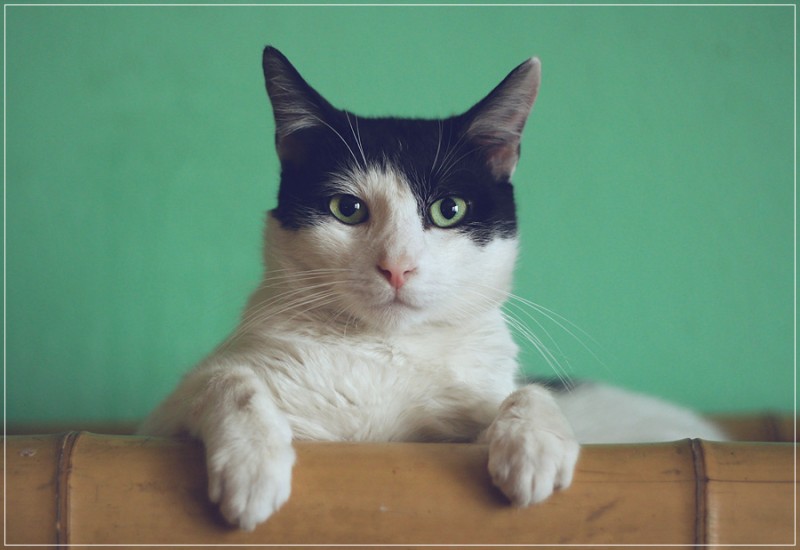고양이 꿈 해몽 새끼 고양이 꿈 풀이 (검은 아기 흰 하얀 죽은 집 태몽 고양이 강아지 로또 복권 기르는 보는 다친 할퀴는) : 네이버  블로그