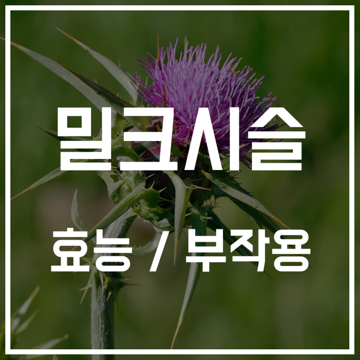  밀크시슬 효과 팩트체크