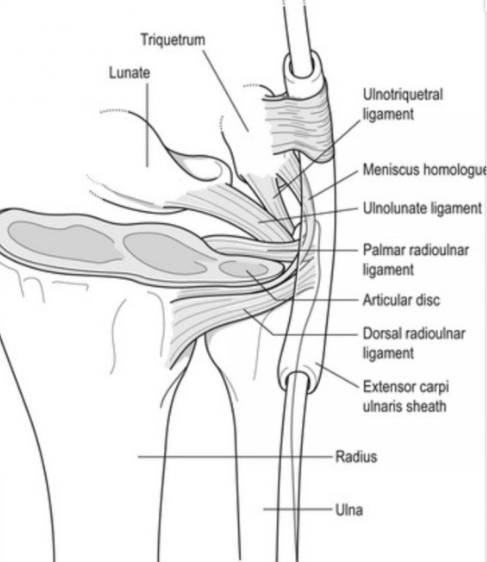 TFCC injury ｜ tfcc 손상 정도, tfcc 구조에 대해서 -1 : 네이버 블로그