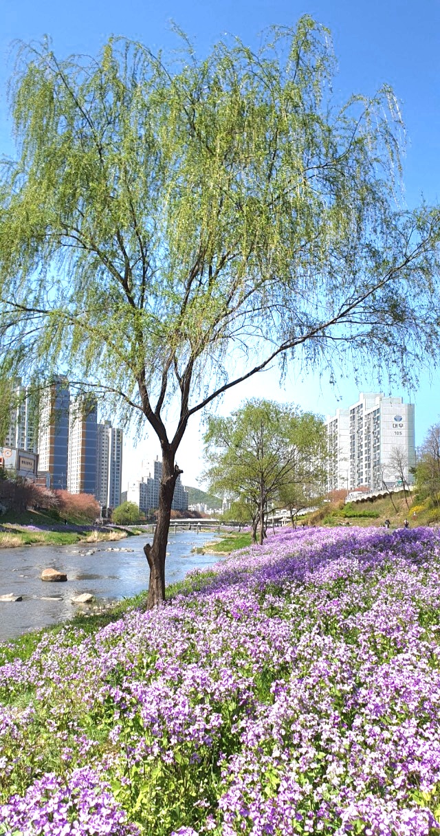 서울대학교 관악수목원, 안양예술공원, 라이딩, 만안교, 만남의 다리, 강 기슭의 철쭉 군집, 벗꽃 버들강아지 춤