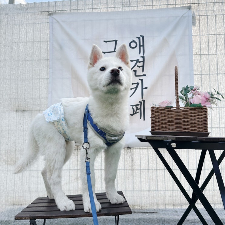  남양주 실내 애견 동반 카페 [그네 애견카페]