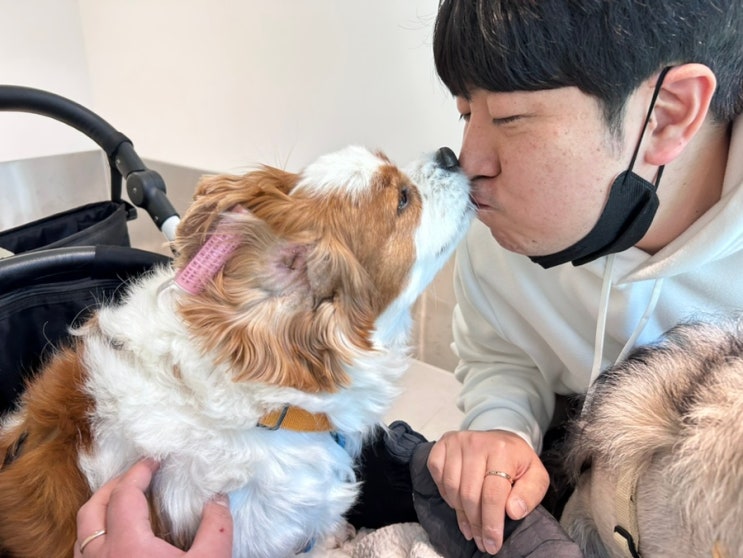  강아지 심장병 건삭파열 진단 후 3일 이뇨제, 강심제 증량 후