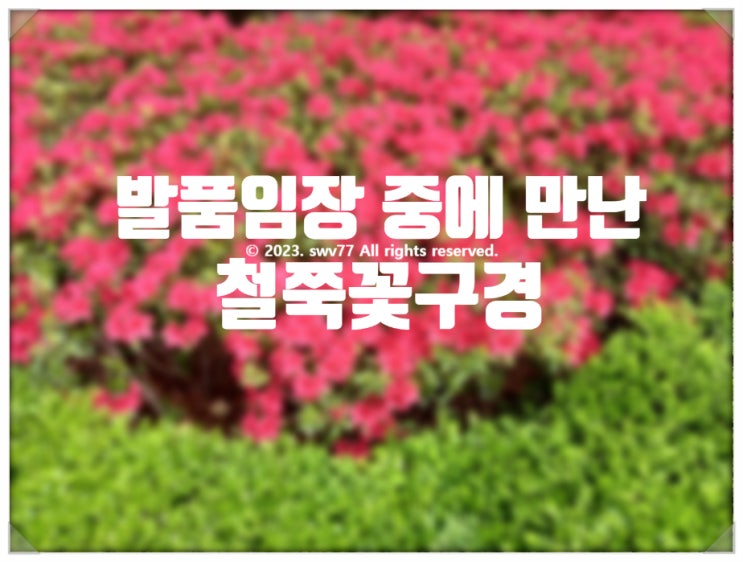  발품임장 중에 만난 철쭉꽃구경
