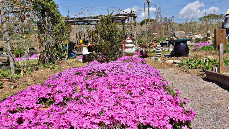 바람 불어 좋은 봄날의 농원... 농사일과 앵초 핀 정원 봄 단장, 마터호른(?)의 봄.