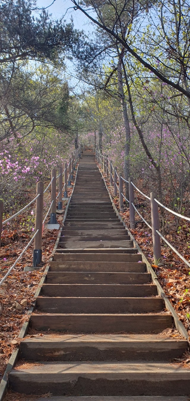  인천 소무의도 다리, 산과 바다, 해안가, 개나리 진달래 군락지, 망부석, 뽀족한 바위, 산행 나들이, 가족나들이