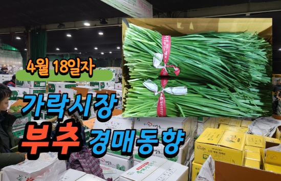  [경매사 일일보고] 4월 18일자 가락시장 부추 경매동향을 살펴보겠습니다!
