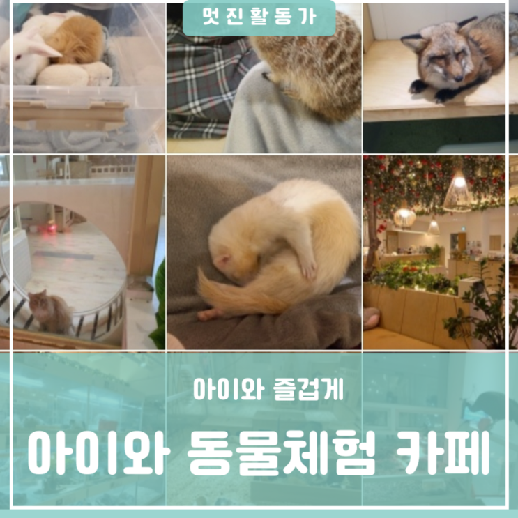 아이와 가보고 싶은 이색동물 체험카페 앵무새 고양이 라쿤 미어캣 먹이주기 체험 카페 아이와 가보고 싶은 이색동물 체험카페 앵무새 고양이 라쿤 미어캣 먹이주기 체험 카페
