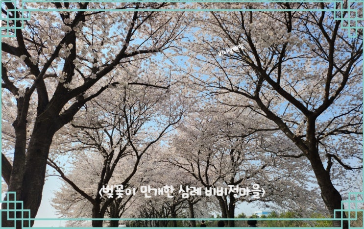  완주 삼례 벚꽃이 아름다운 비비정마을과 비비정예술열차
